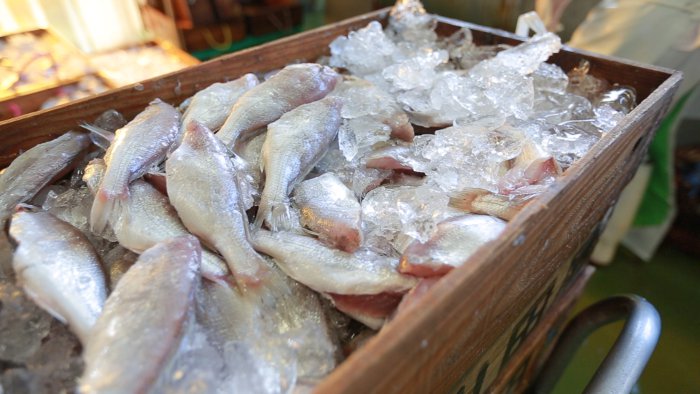 高級蒲鉾の材料となる貴重な魚「グチ」