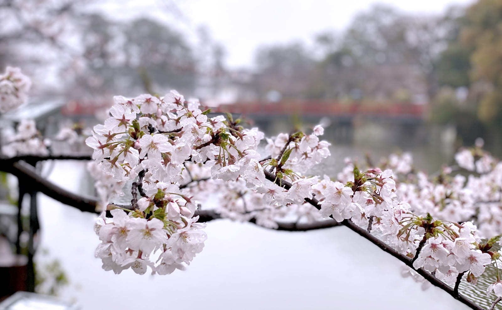 桜の花びら