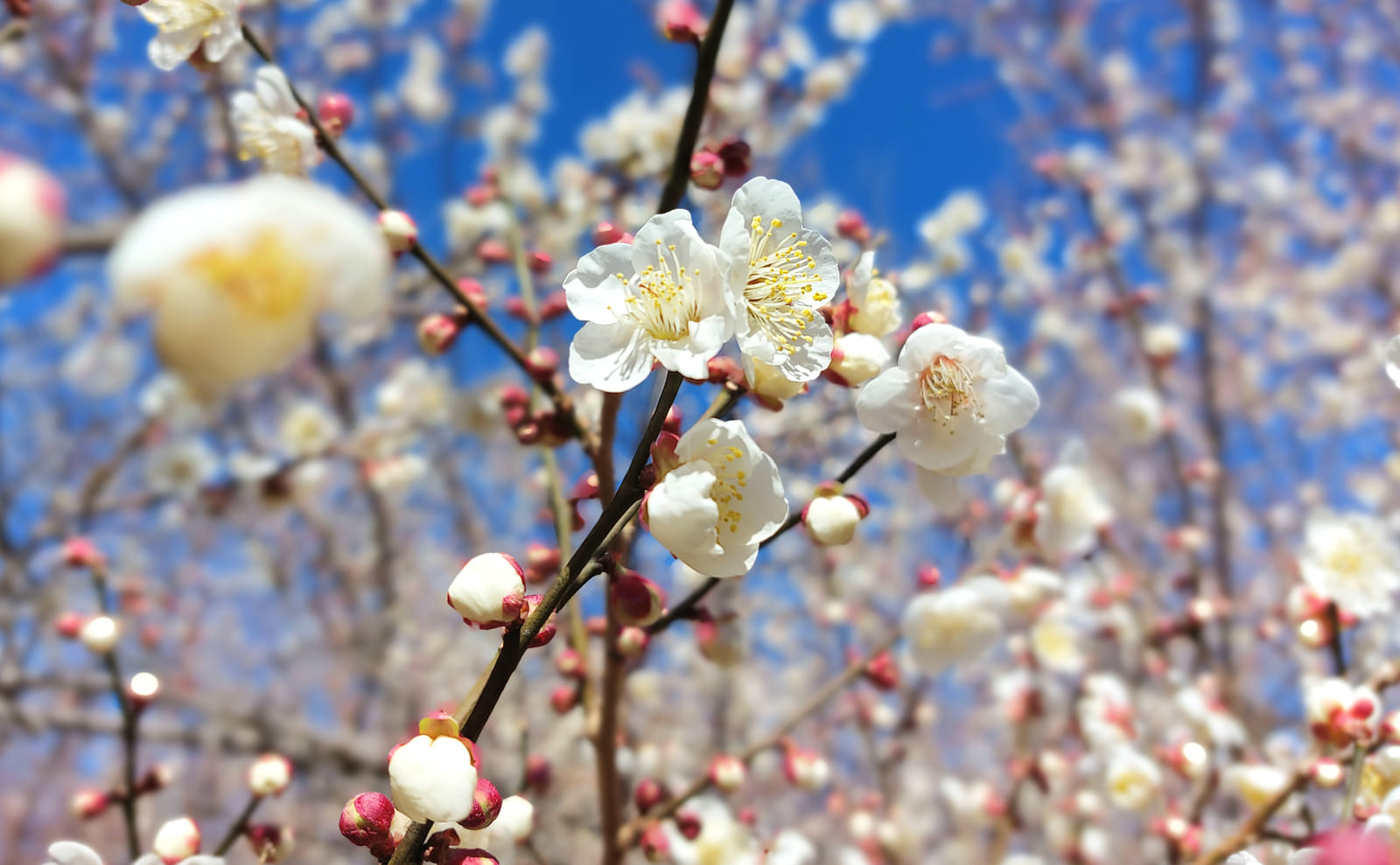 梅の花