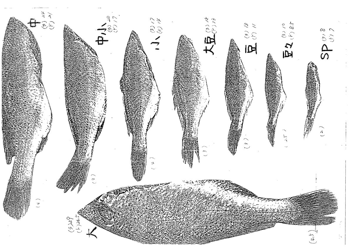 グチの魚体の種別